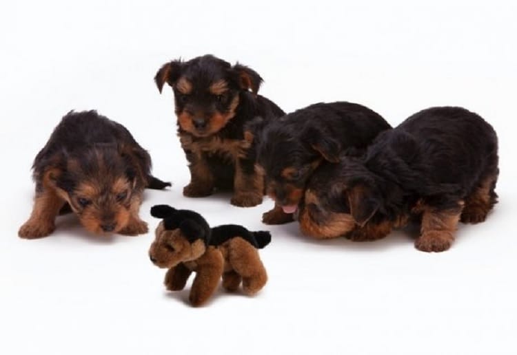 Cztery szczeniaki Yorkshire Terrier i piesek pluszowy