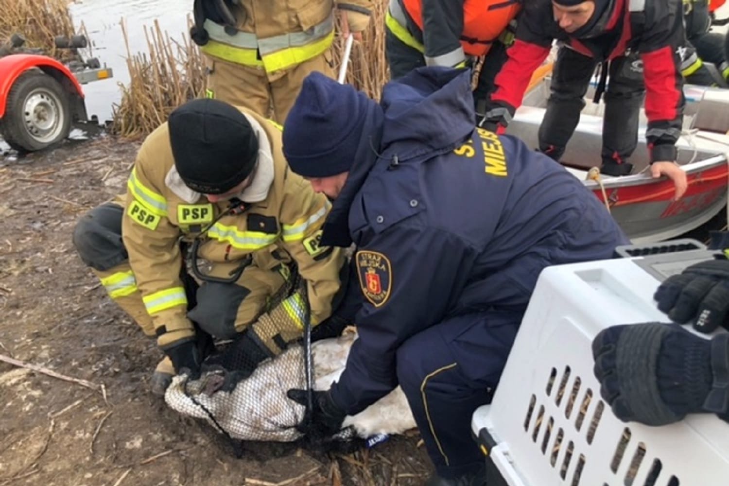 Ratownicy medyczni ratują rannego łabędzia, umieszczając go w transporterze.