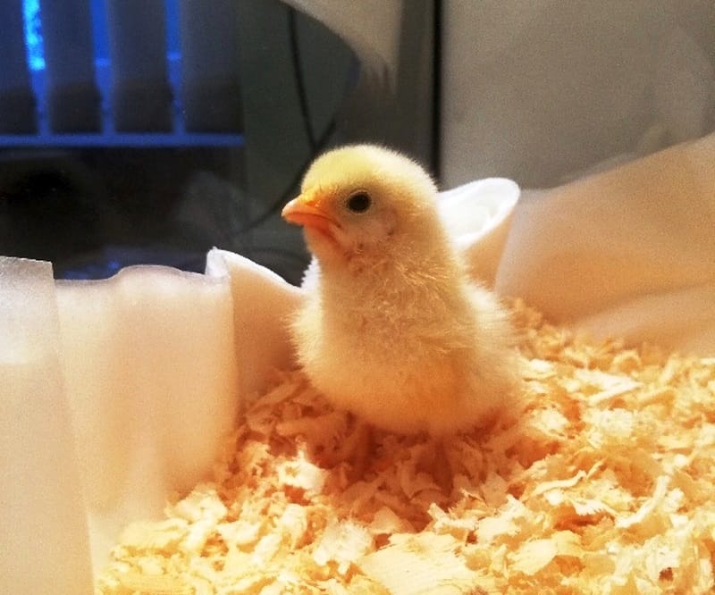 Puszysty żółty kurczak zagnieżdżony w wiórach drzewnych