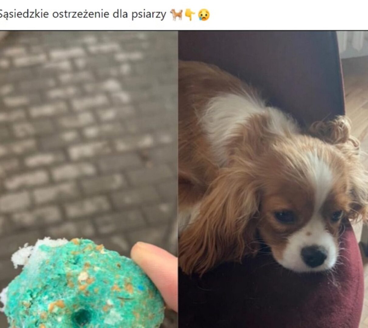 Pies rasy Cavalier King Charles Spaniel wydaje się chory po połknięciu toksycznej przynęty sąsiada. Przynęta jest turkusowa i przypomina smakołyk.