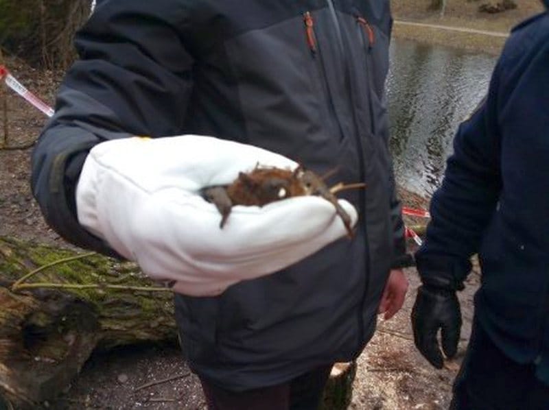 Osoba trzymająca raka w białej rękawiczce.