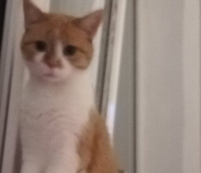 Smutno wyglądający pomarańczowo-biały kot przy oknie