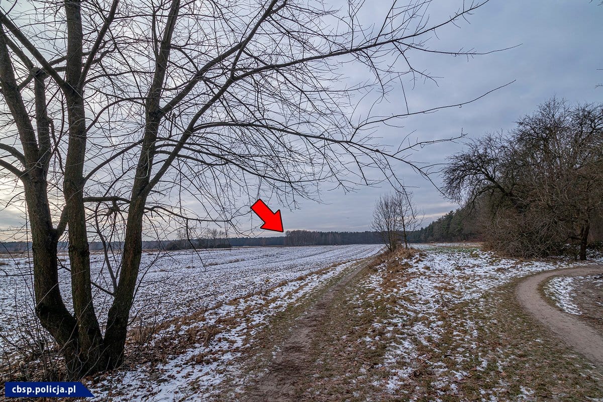 Zaśnieżona polna ścieżka prowadząca do zimowego lasu.