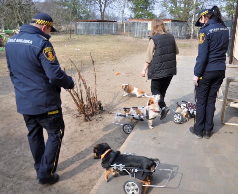 Funkcjonariusze służb kontroli zwierząt z psami na wózkach inwalidzkich
