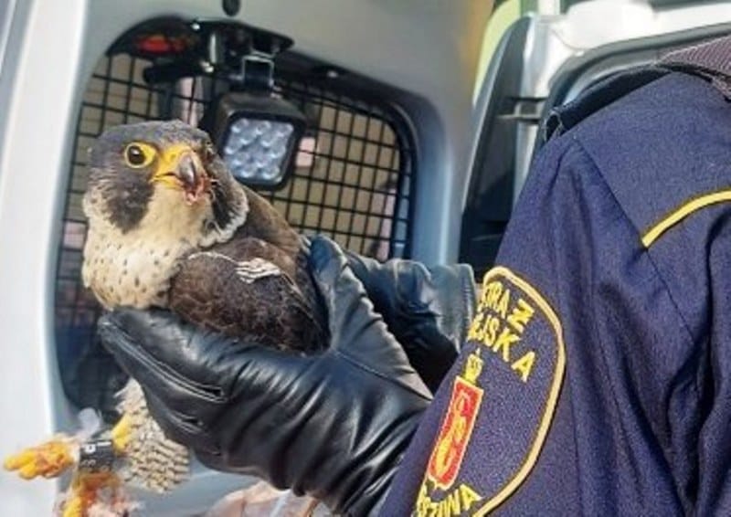 Ranny sokół wędrowny trzymany przez polskiego strażnika granicznego.