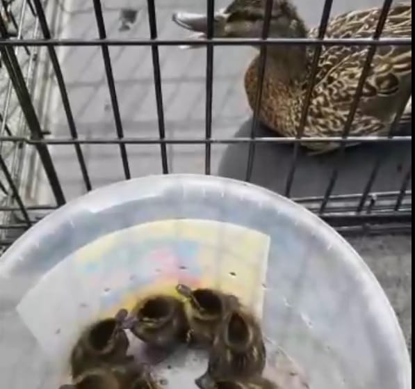 Kaczuszki w pojemniku obok swojej matki kaczą w klatce.