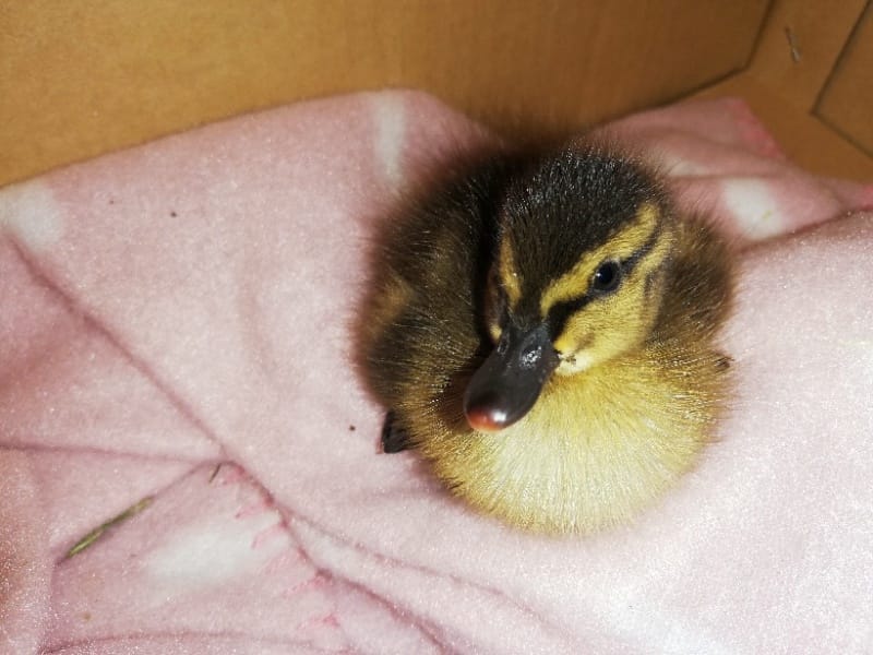 Urocze małe kaczątko krzyżówka, przytulone do różowego runa.