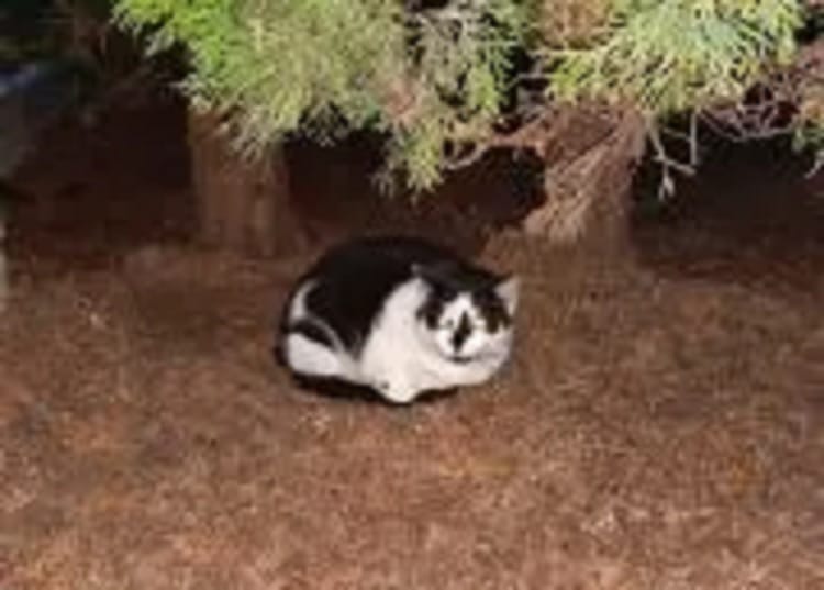 Kot w smokingu odpoczywający pod drzewem