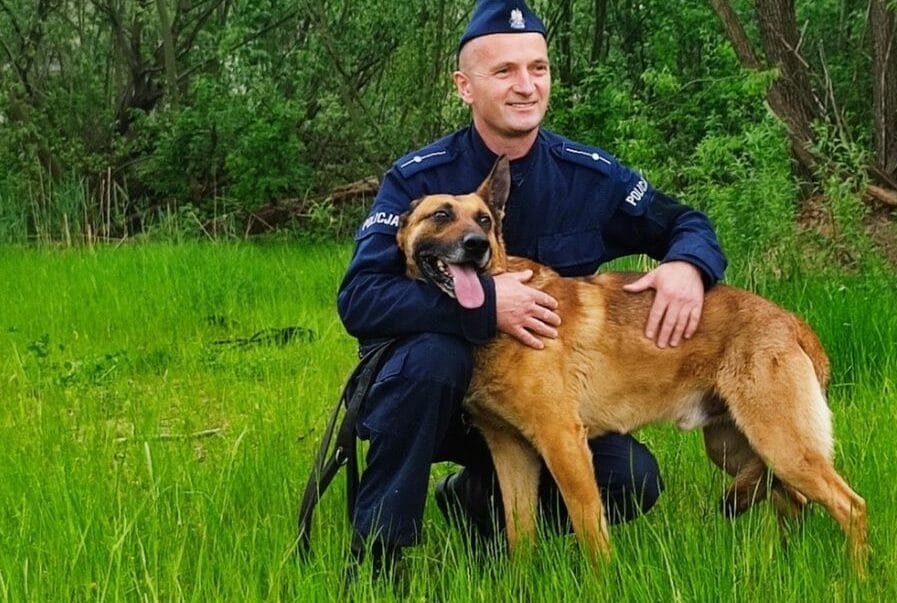 Policjant klęczący ze swoim psem rasy belgijski malinois na trawiastym polu.