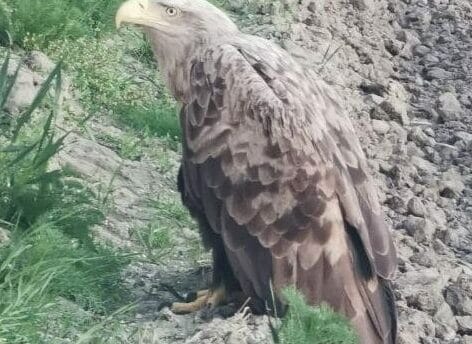 Orzeł bielik siedzący na skalistym gruncie