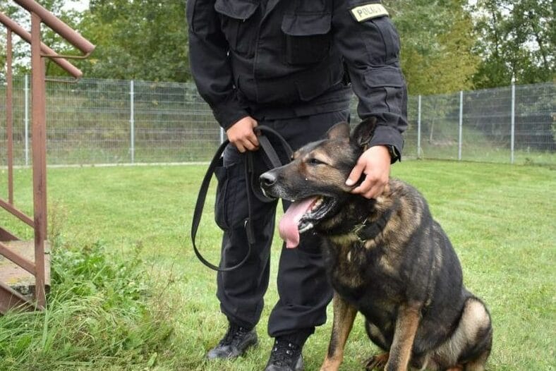 Policjant z owczarkiem niemieckim K9