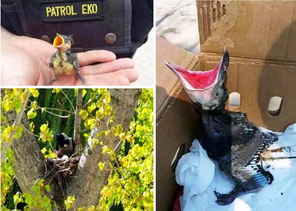 Trzy pisklęta: jedno w ręku ratownika, jedno w pudełku i jedno w gnieździe.