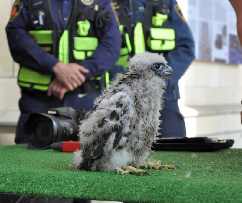 Puszysty sokół wędrowny na zielonej powierzchni w pobliżu umundurowanych funkcjonariuszy