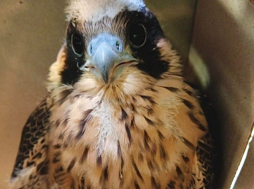 Zbliżenie na pisklę sokoła wędrownego