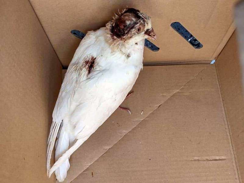 Ranny biały gołąb z brązowymi znaczeniami w tekturowym pudełku.