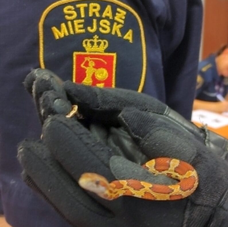 Zbliżenie dłoni urzędnika miejskiego w rękawiczce, delikatnie trzymającego węża zbożowego.