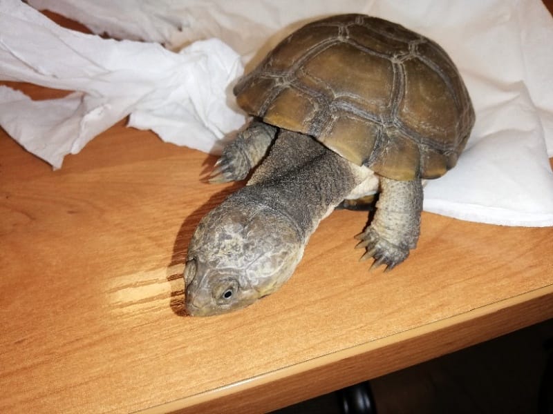 Zbliżenie małego żółwia na drewnianym stole