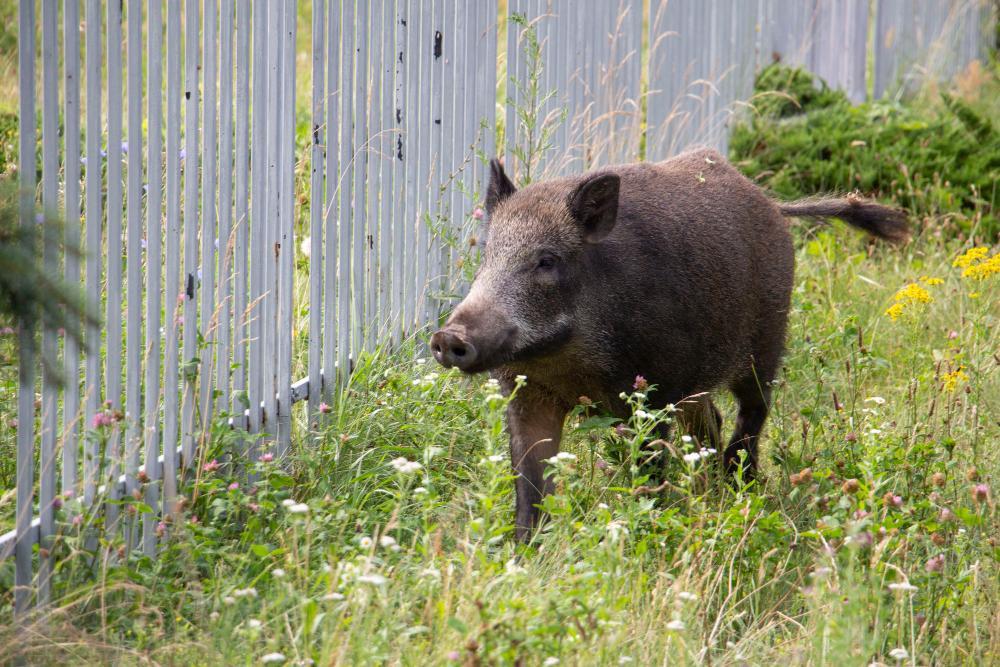 Dzik spacerujący w pobliżu metalowego ogrodzenia