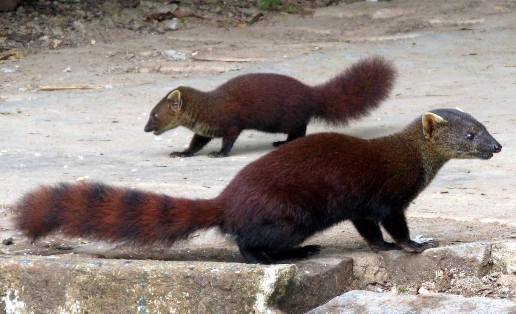 Dwie czerwonobrązowe mangusty jawajskie na ziemi