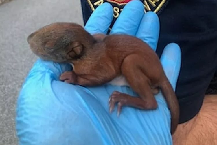 Dłoń oficera w rękawiczce delikatnie trzyma małą, ranną wiewiórkę.