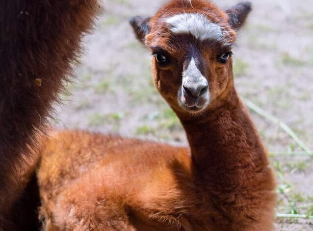 Urocza brązowa alpaka z białymi znaczeniami na pyszczku, leżąca.