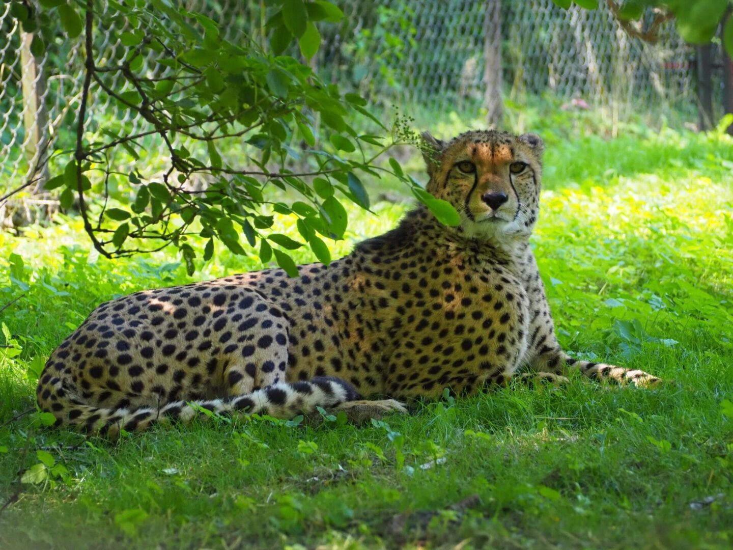 Gepard odpoczywa w trawie, częściowo zacieniony przez drzewo.