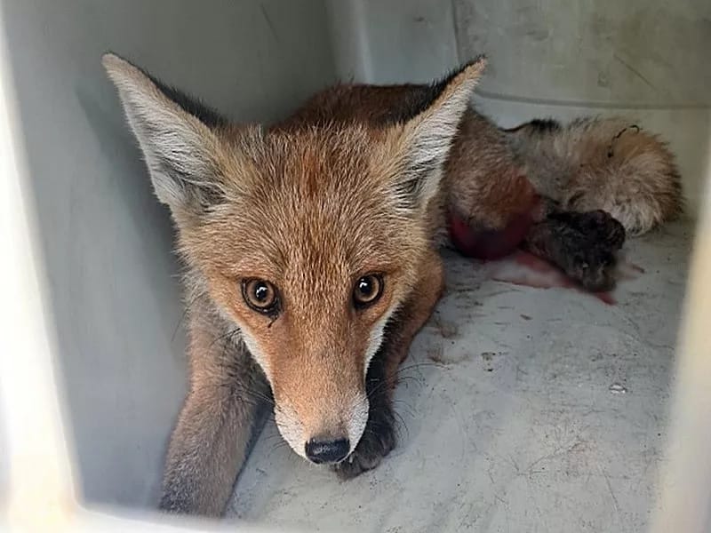 Ranny lis rudy w pojemniku, czekający na opiekę weterynaryjną.