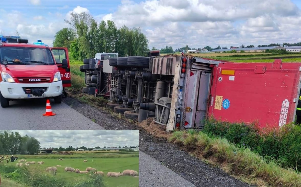 Wywrócona ciężarówka na poboczu drogi w pobliżu świń; na miejscu pojawił się pojazd uprzywilejowany.