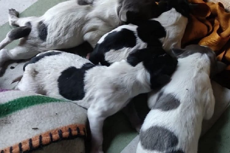 Uroczy miot szczeniąt rasy pointer angielski, tulących się do siebie.