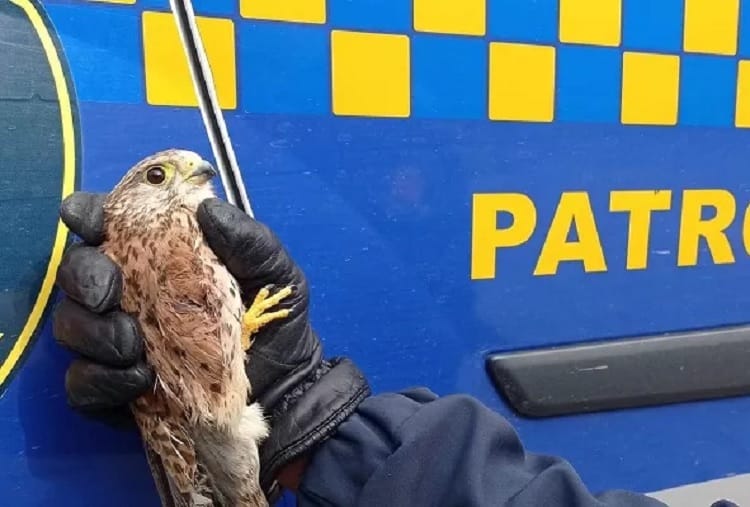 Policjant trzymający uratowaną pustułkę