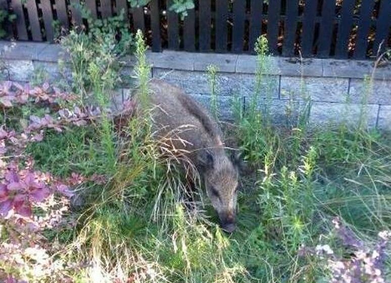 Dzik ukryty w zarośniętych chwastach ogrodowych.