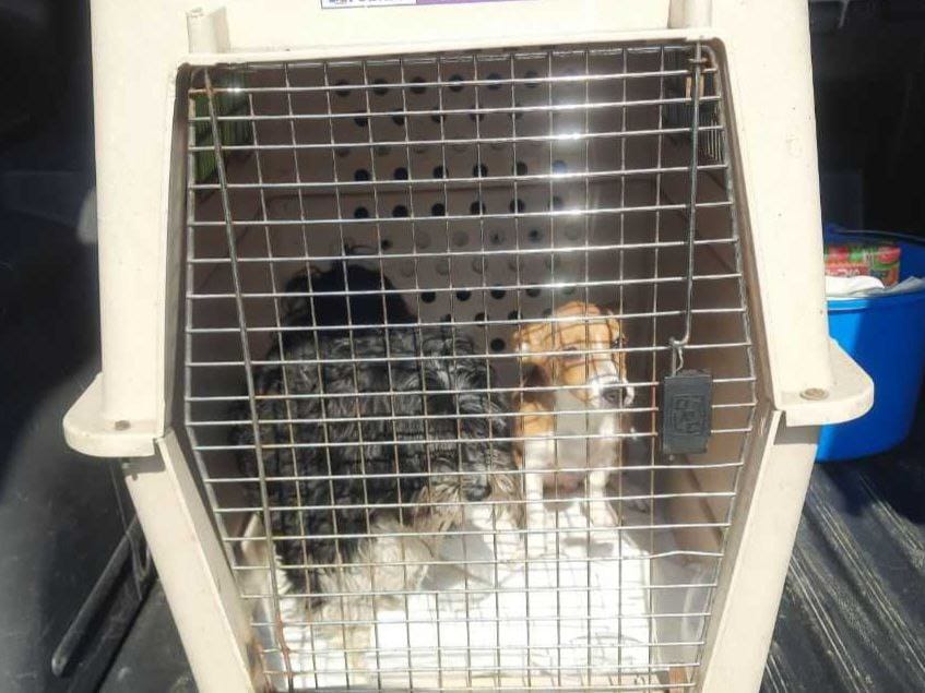 Dwa małe psy w transporterze dla zwierząt. Jeden pies jest czarno-biały, drugi jest jasnobrązowy i biały.