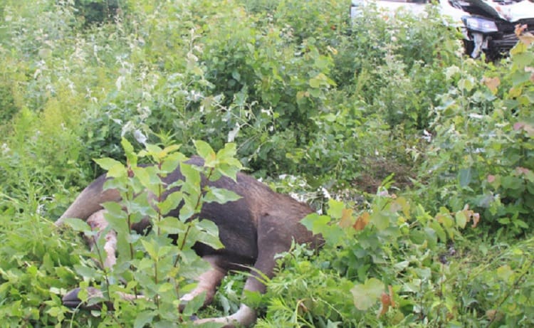 Martwy łoś leżący w roślinności po wypadku samochodowym