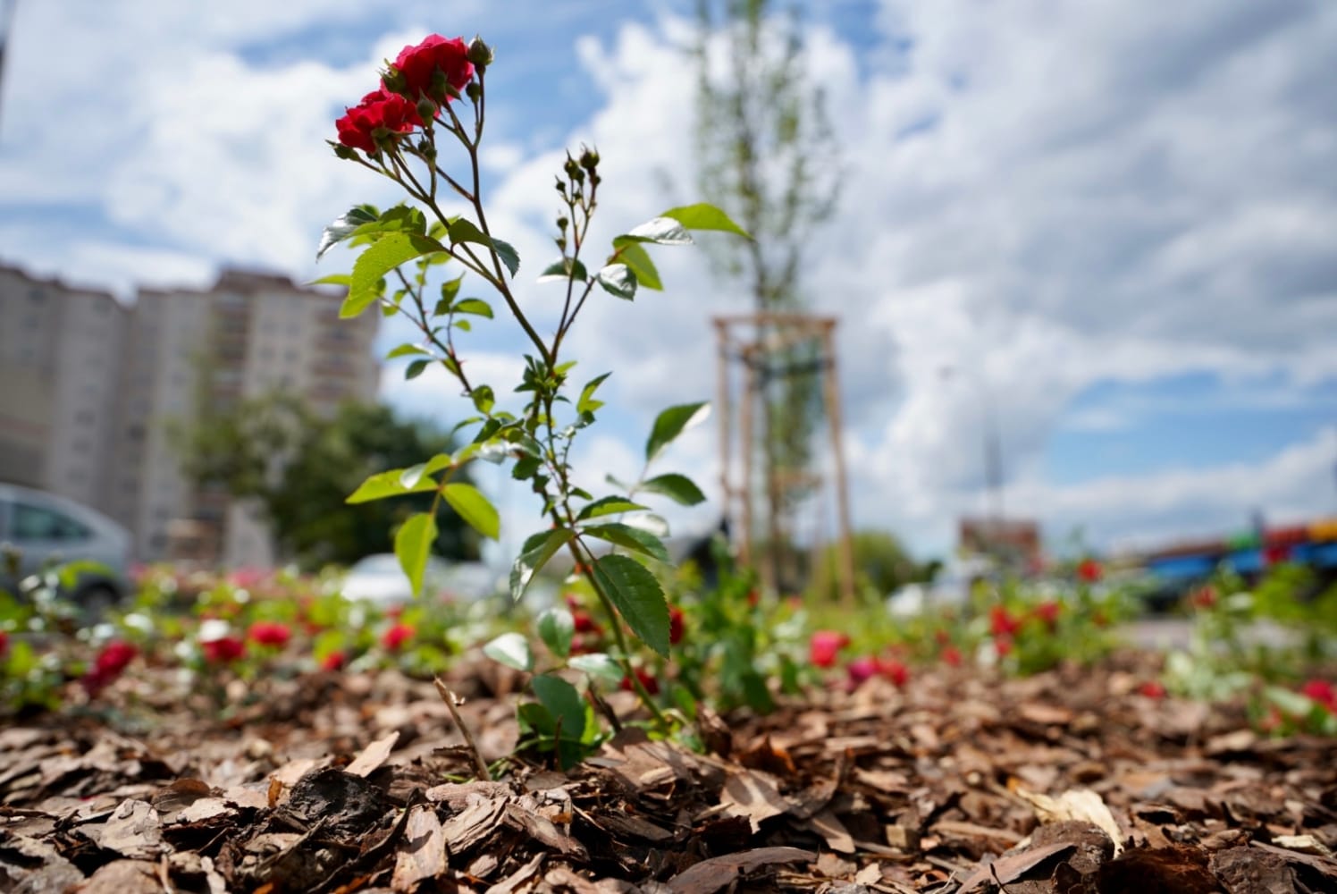 Krzew czerwonej róży posadzony w ściółce z wiórów drzewnych, w tle miasto