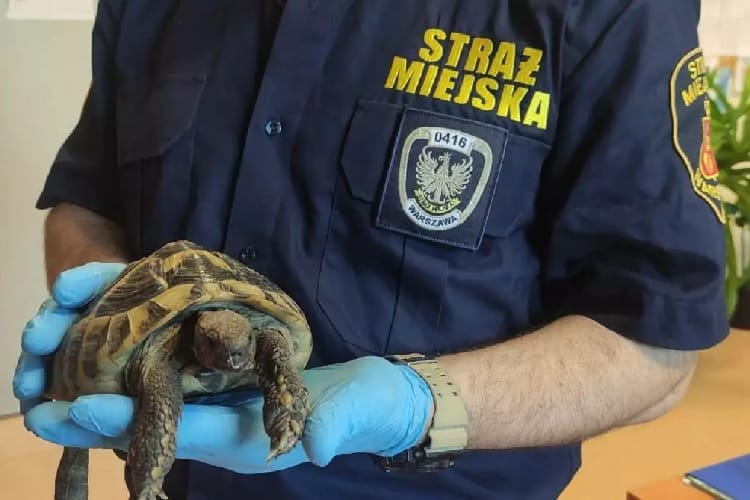 Funkcjonariusz Straży Miejskiej w Warszawie trzymał uratowanego żółwia Hermanna