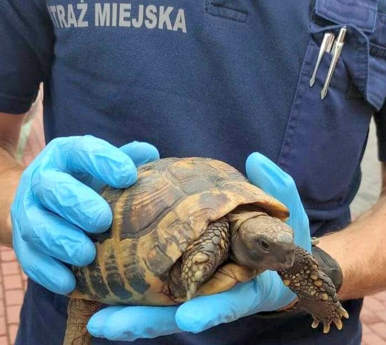 Zbliżenie na żółwia Hermanna trzymanego delikatnie w niebieskich rękawiczkach.