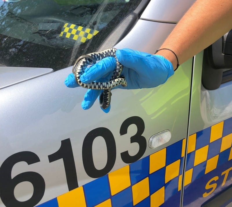 Policjant trzymający zaskrońca na radiowozie, widoczny numer 6103.