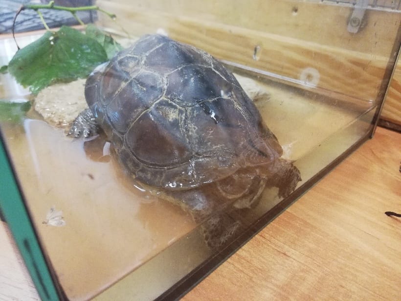 Żółw piżmowy w szklanym terrarium.