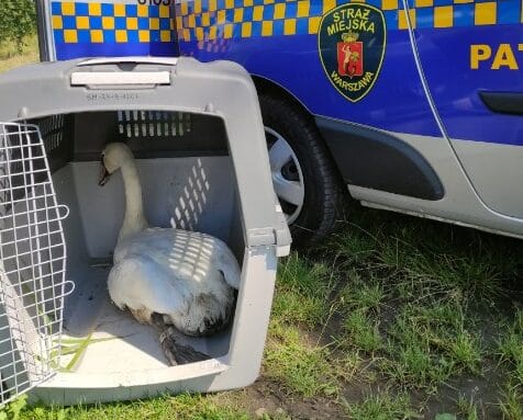 Ranny łabędź w transporterze obok pojazdu Straży Miejskiej w Warszawie.