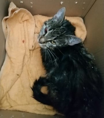 Ranny pręgowany kot odpoczywający w tekturowym pudełku.