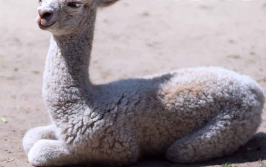 Urocza, puszysta alpaka cria odpoczywająca na ziemi.