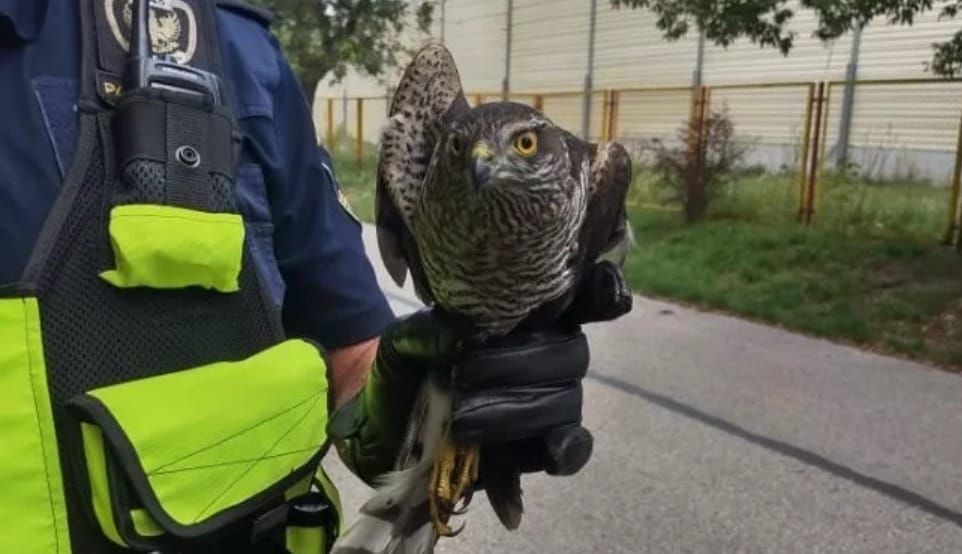 Policjant trzymający uratowanego krogulca zwyczajnego