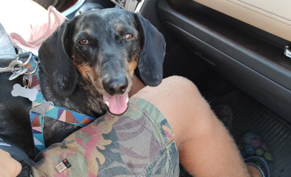 Szczęśliwy pies jamnik siedzi na kolanach człowieka w samochodzie.