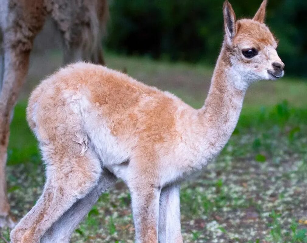 Urocza wikunia cria stojąca na trawiastym polu.