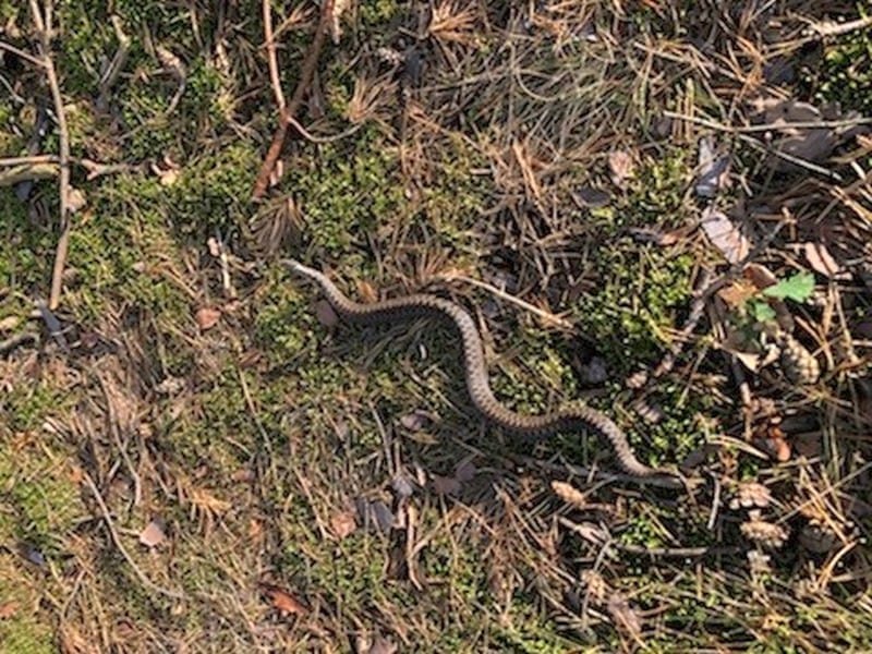 Żmija wijąca się przez igły sosnowe i mech