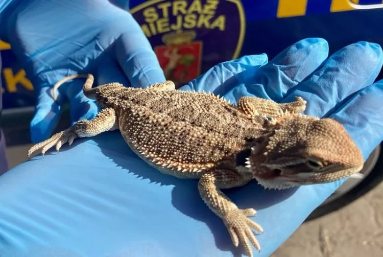 Jaszczurka brodata trzymana delikatnie w niebieskich rękawiczkach.