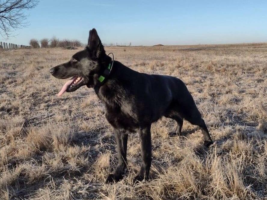 Czarny owczarek niemiecki stojący na polu