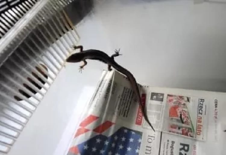 Jaszczurka czarna na gazecie