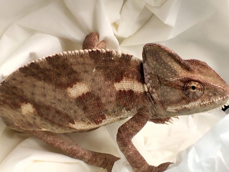 Kameleon welonowy prezentujący swoje wyjątkowe ubarwienie i fakturę skóry.