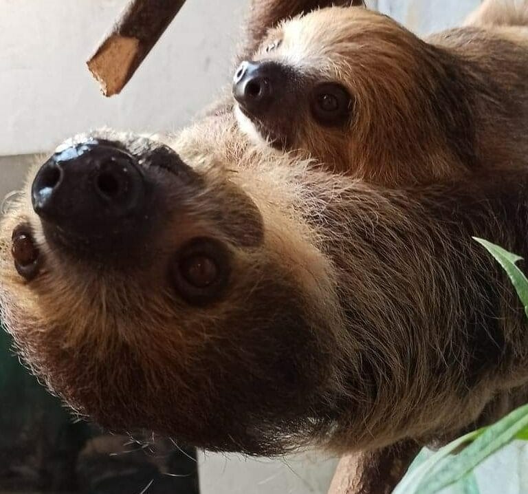 Dwa leniwce się przytulają, jeden do góry nogami